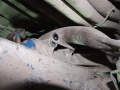 Thumbnail for version as of 23:42, 17 February 2008